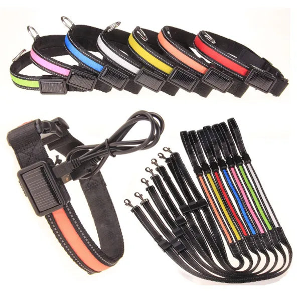 Glow collar at night