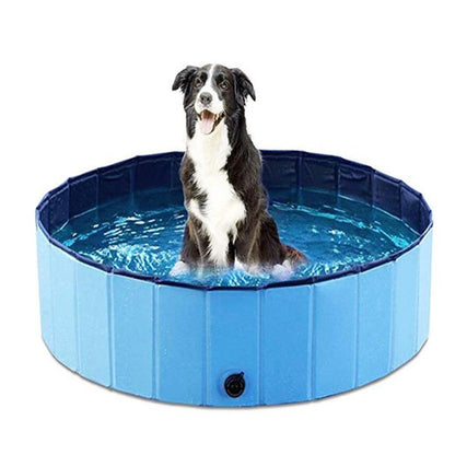 Dog playing in pool