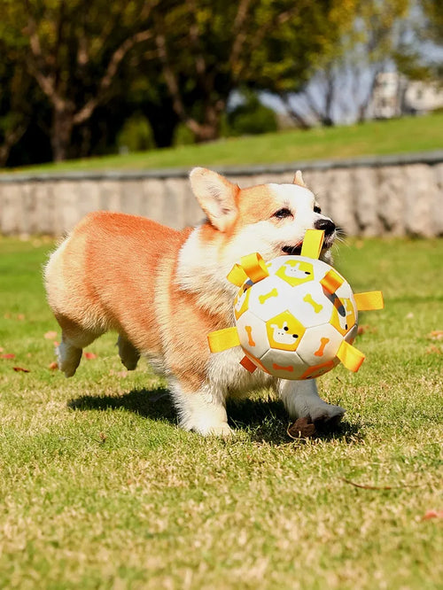 Dog playing with soccer ball toy