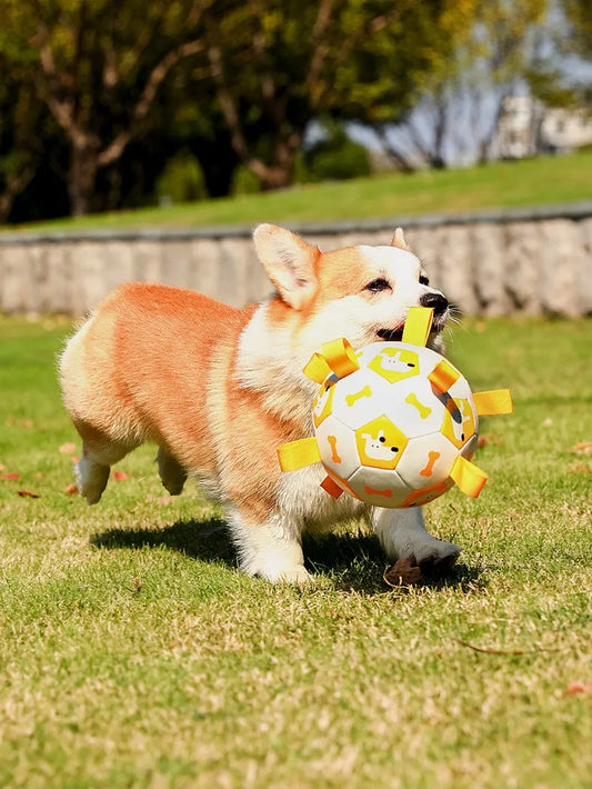 Dog playing with soccer ball toy