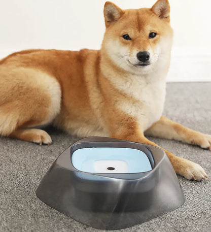 Pet drinking from no-spill bowl
