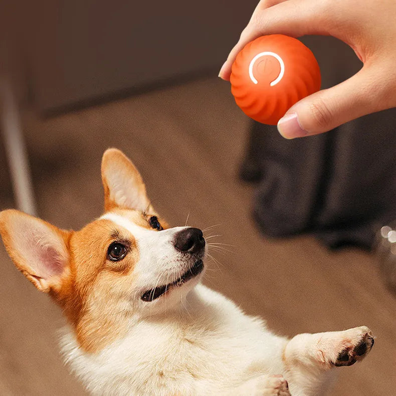 Dog playing with rubber chew ball